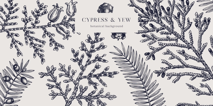 Christmas background. Vector frame with hand drawn conifers sketch - cypress and yew. Vintage design for Christmas decoration. Winter trees and evergreen plants botanical illustration